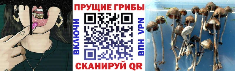 Псилоцибиновые грибы мицелий  OMG онион  площадка состав  Гудермес 